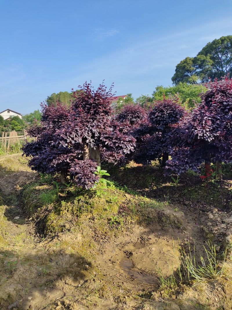 造型红花檵木，各种造型桩景