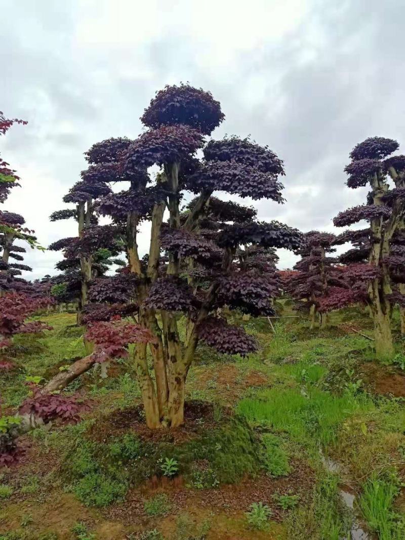 造型红花檵木，各种造型桩景