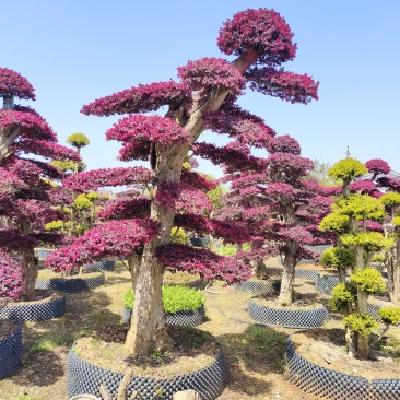 造型红花檵木，各种造型桩景