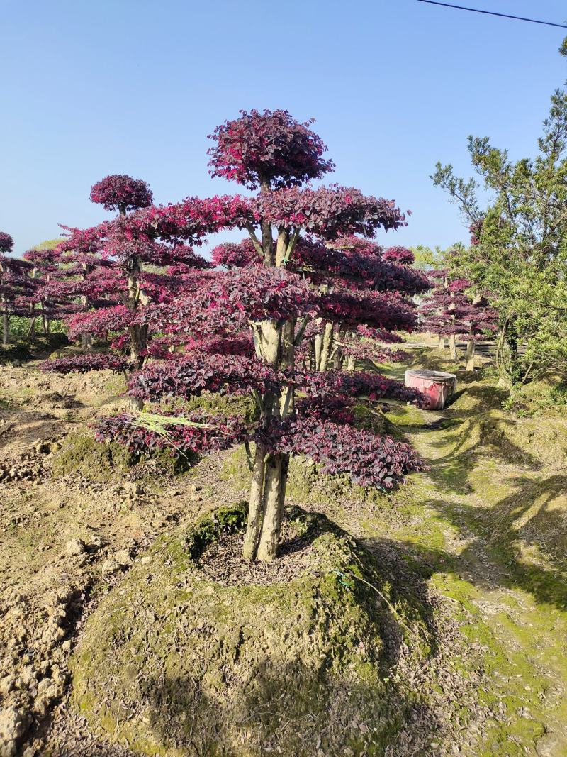 造型红花檵木，各种造型桩景