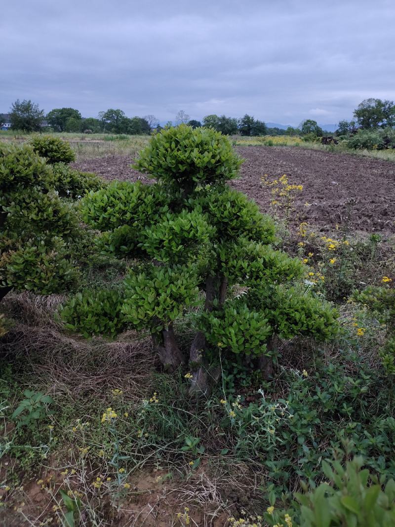 造型赤兰，可可园艺长期供应各种造型桩景