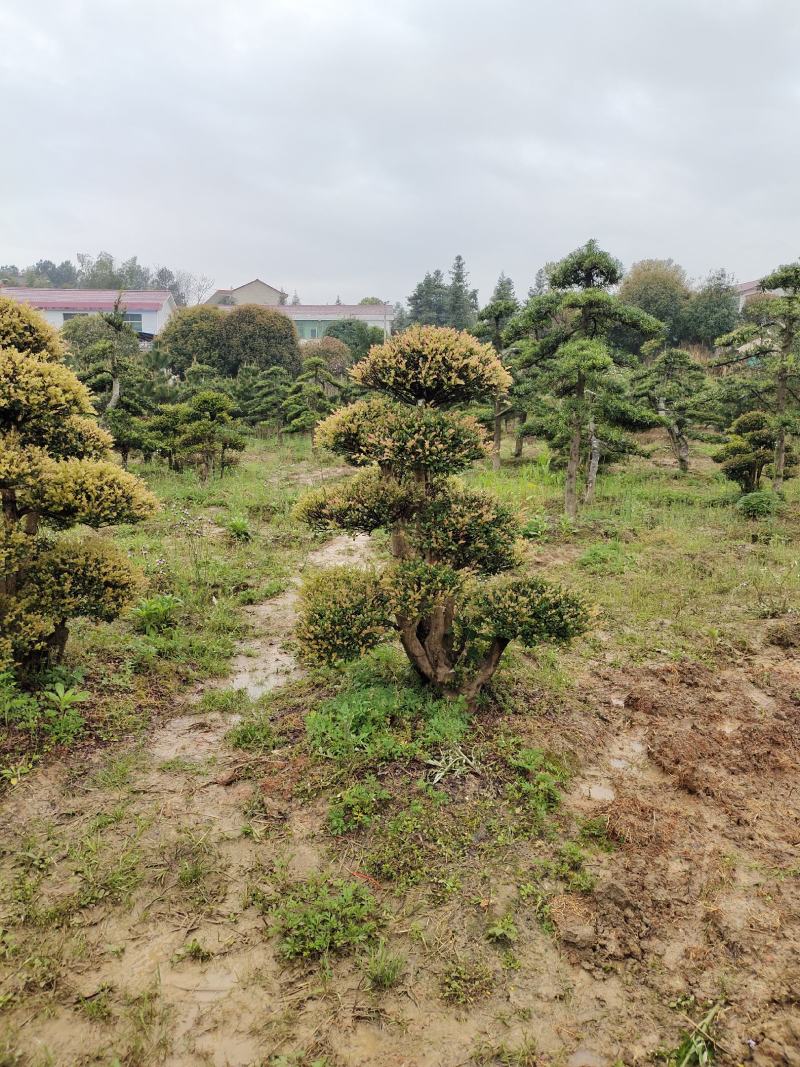 造型赤兰，可可园艺长期供应各种造型桩景