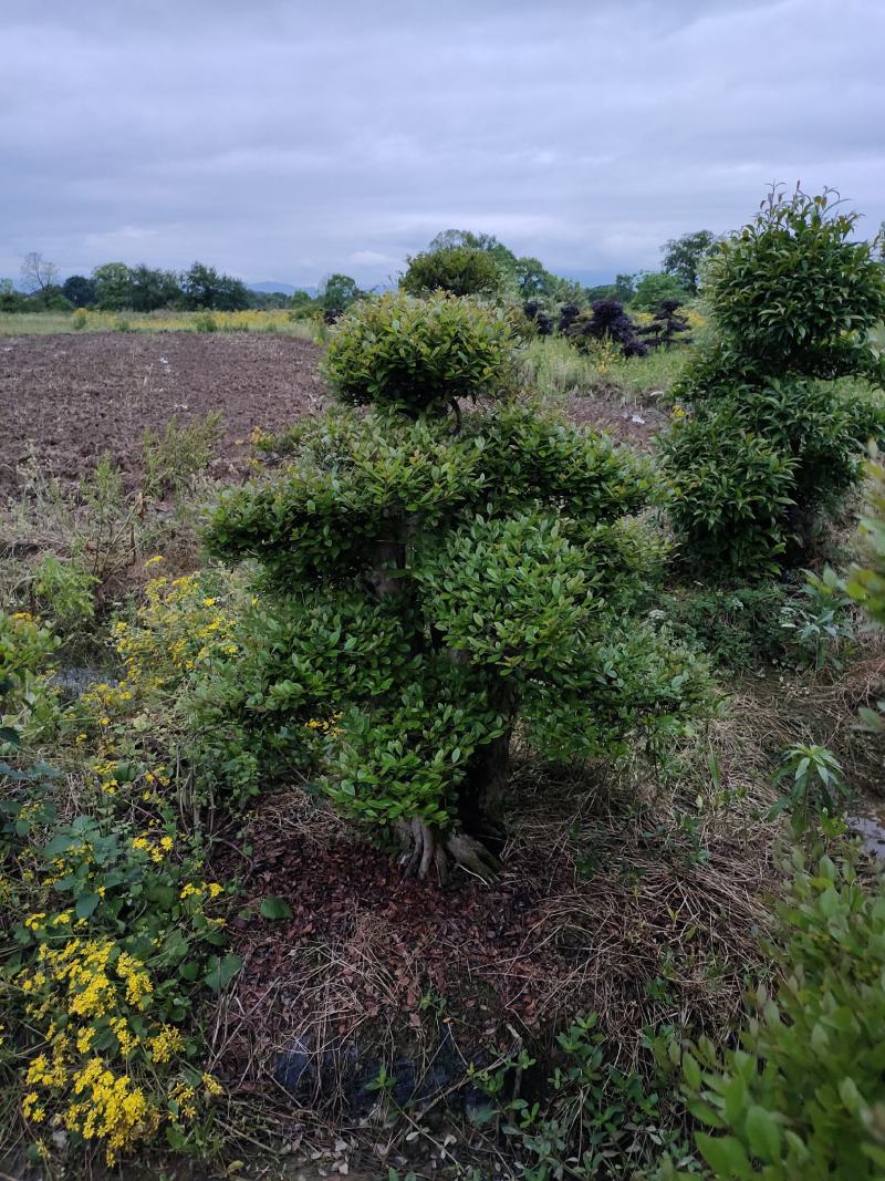 造型赤兰，可可园艺长期供应各种造型桩景