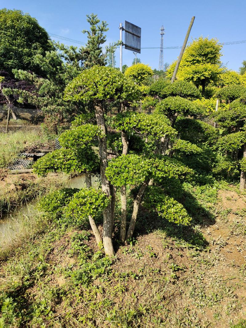 造型赤兰，可可园艺长期供应各种造型桩景