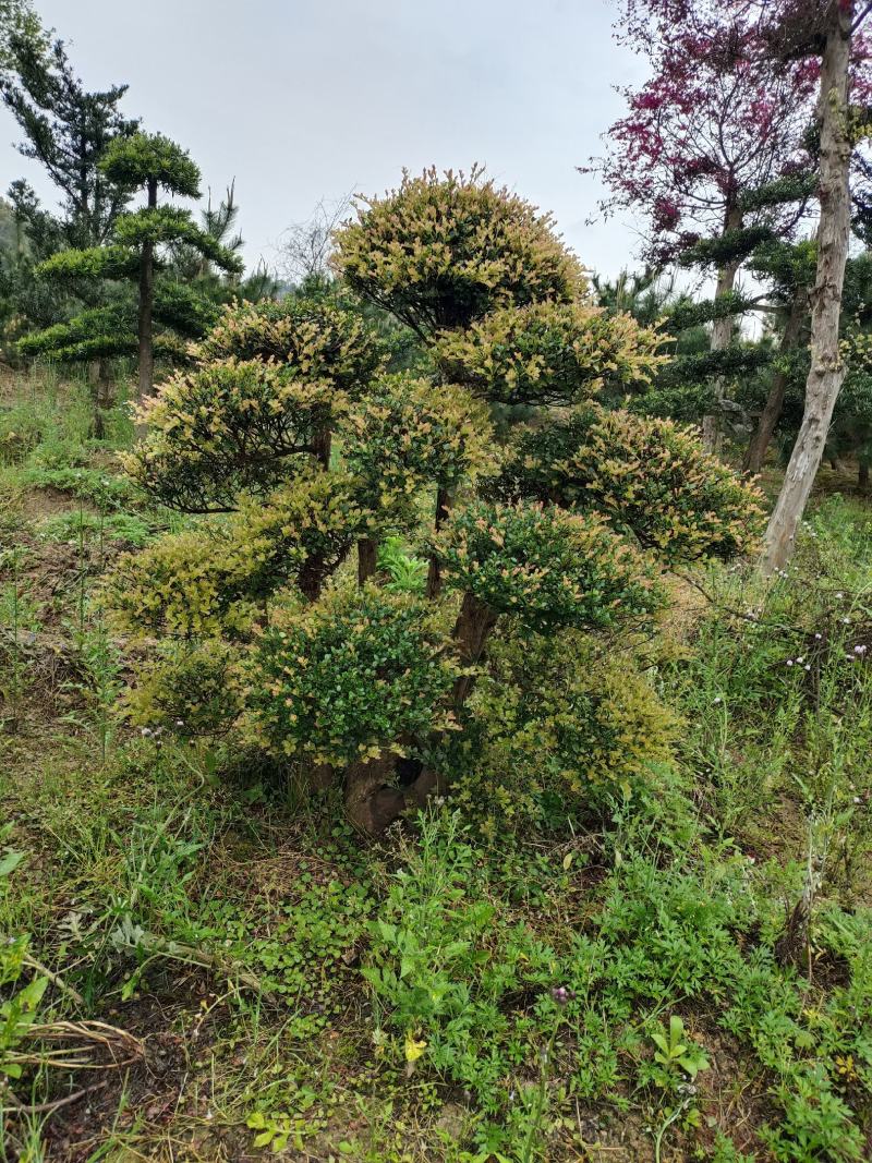 造型赤兰，可可园艺长期供应各种造型桩景