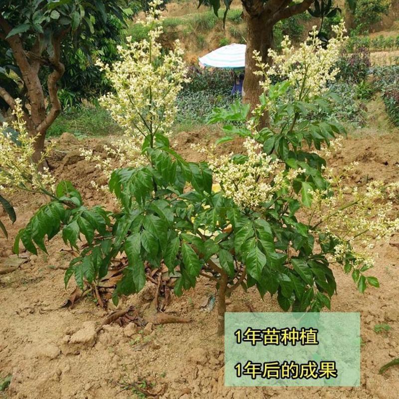 【种一年结果】黄皮果树苗新品种带土带叶无核黄皮冰糖鸡心黄