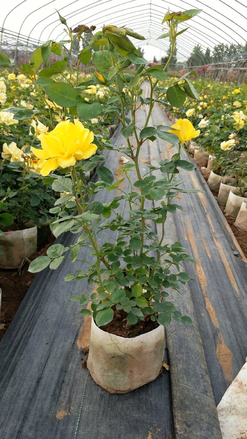 大花月季丰花月季月季批发老棵月季玫瑰花精品盆花