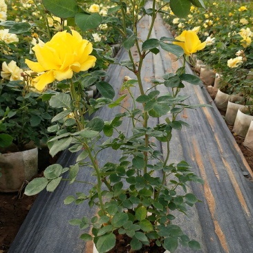 大花月季丰花月季月季批发老棵月季玫瑰花精品盆花