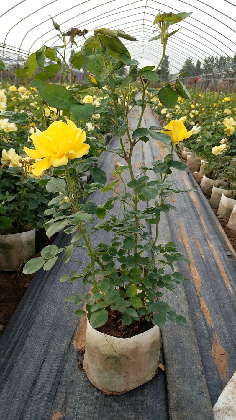 大花月季丰花月季月季批发老棵月季玫瑰花精品盆花