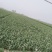 精品大蒜，鲜蒜，把蒜大量供应馆陶县众康果品市场