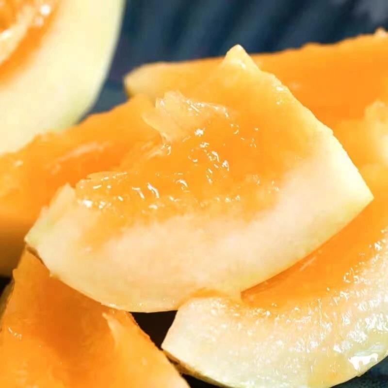 【精品】东方蜜1号甜瓜产地直销大量供应质量保证