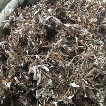 天清地白冷门药材下单可咨询