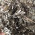 天清地白冷门药材下单可咨询