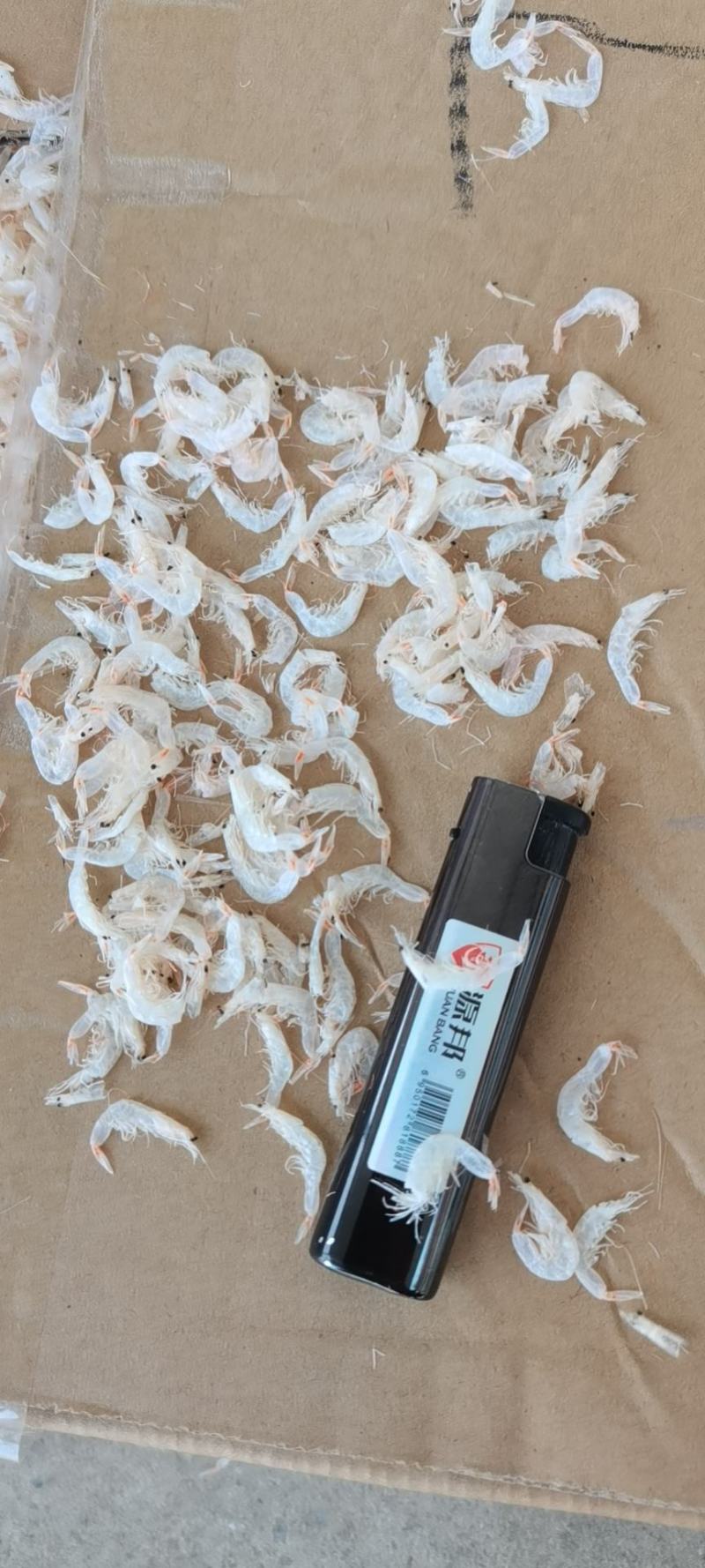 渤海湾低盐虾皮纯人工晾晒盐杂质少社区拼单样品