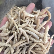 太子参太子参药材批发无硫