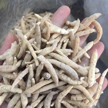 太子参太子参药材批发无硫