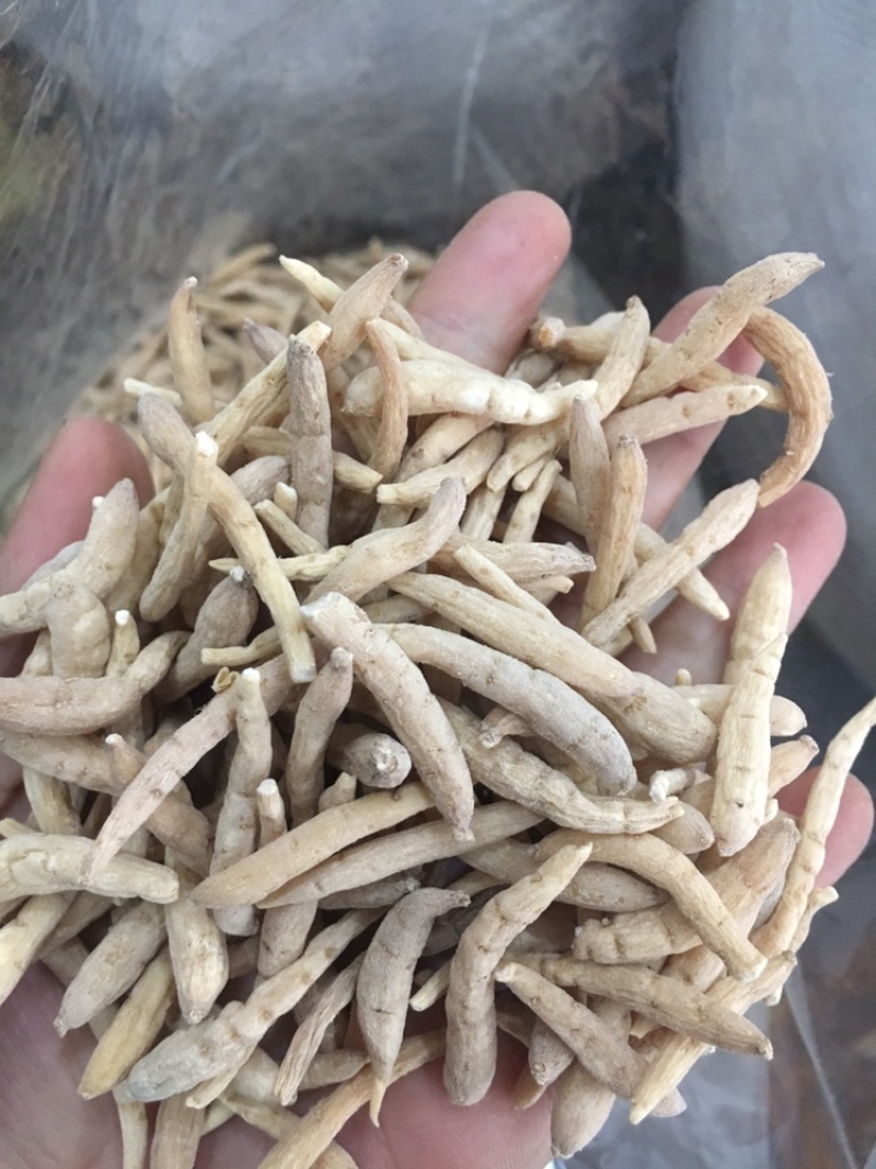 太子参太子参药材批发无硫