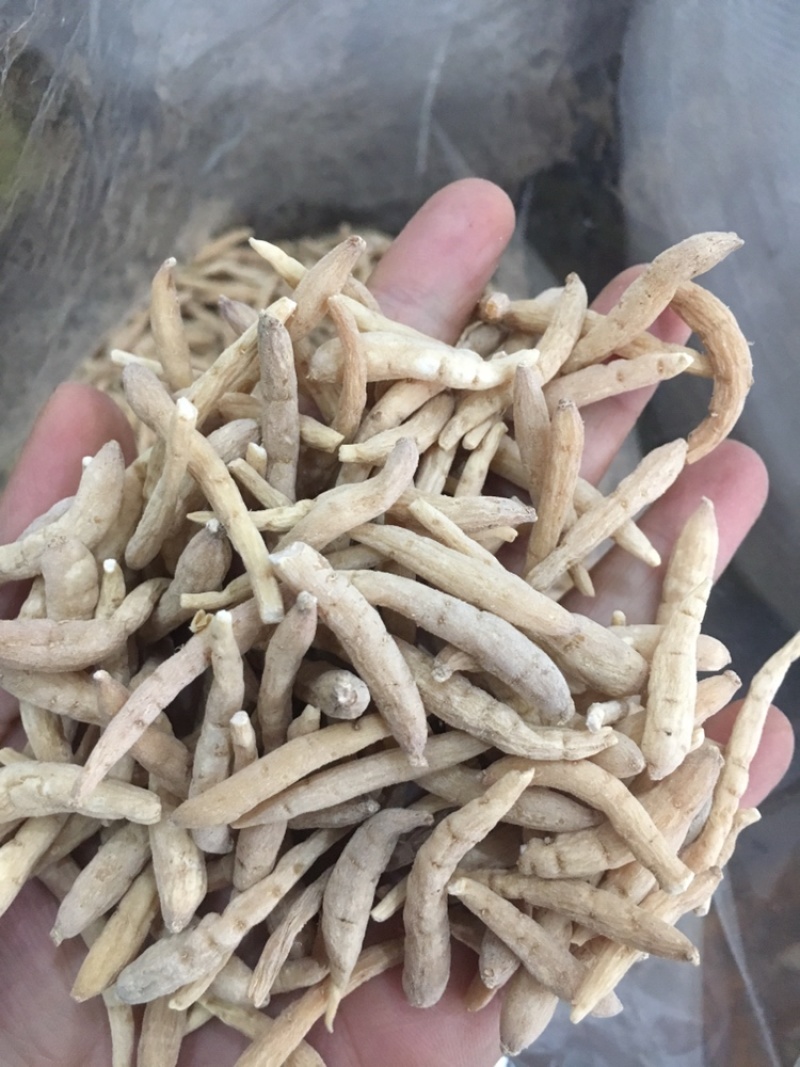 太子参太子参药材批发无硫