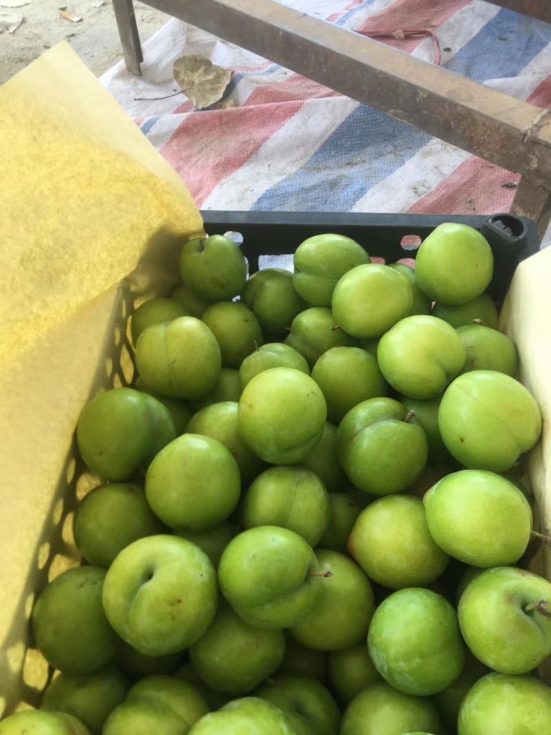 湖北李子西洋李黄心李子货源充足