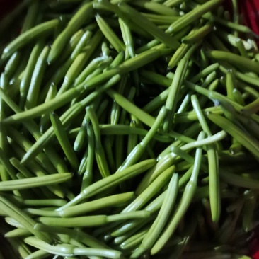 黄花菜