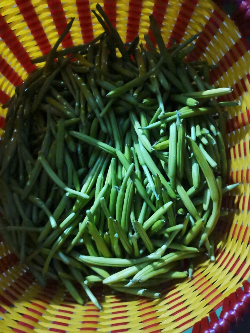 黄花菜
