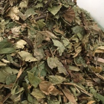 葫芦茶葫芦茶葫芦茶有大货