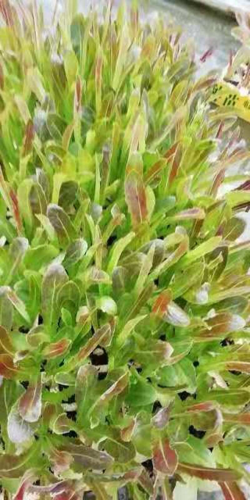 云南玉溪莴苣紫叶香芛苗清秀整齐，根系好成活高，品种全产量高