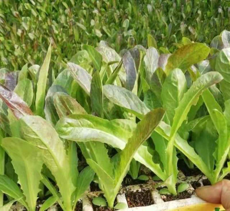 云南玉溪莴苣紫叶香芛苗清秀整齐，根系好成活高，品种全产量高