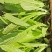 云南玉溪莴苣紫叶香芛苗清秀整齐，根系好成活高，品种全产量高
