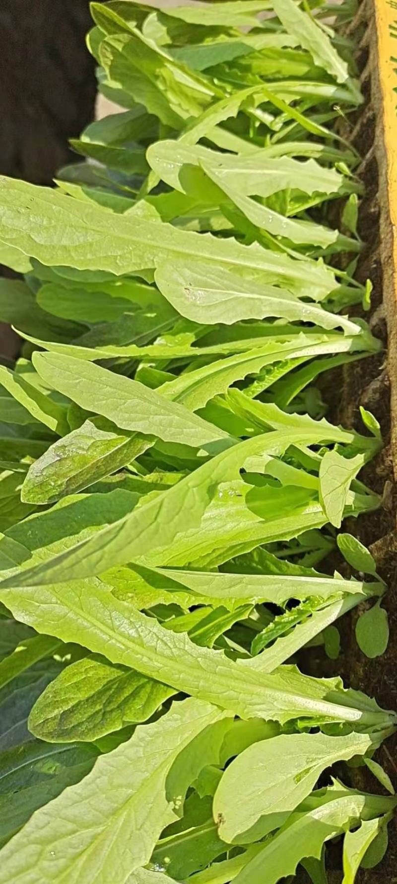 云南玉溪莴苣紫叶香芛苗清秀整齐，根系好成活高，品种全产量高