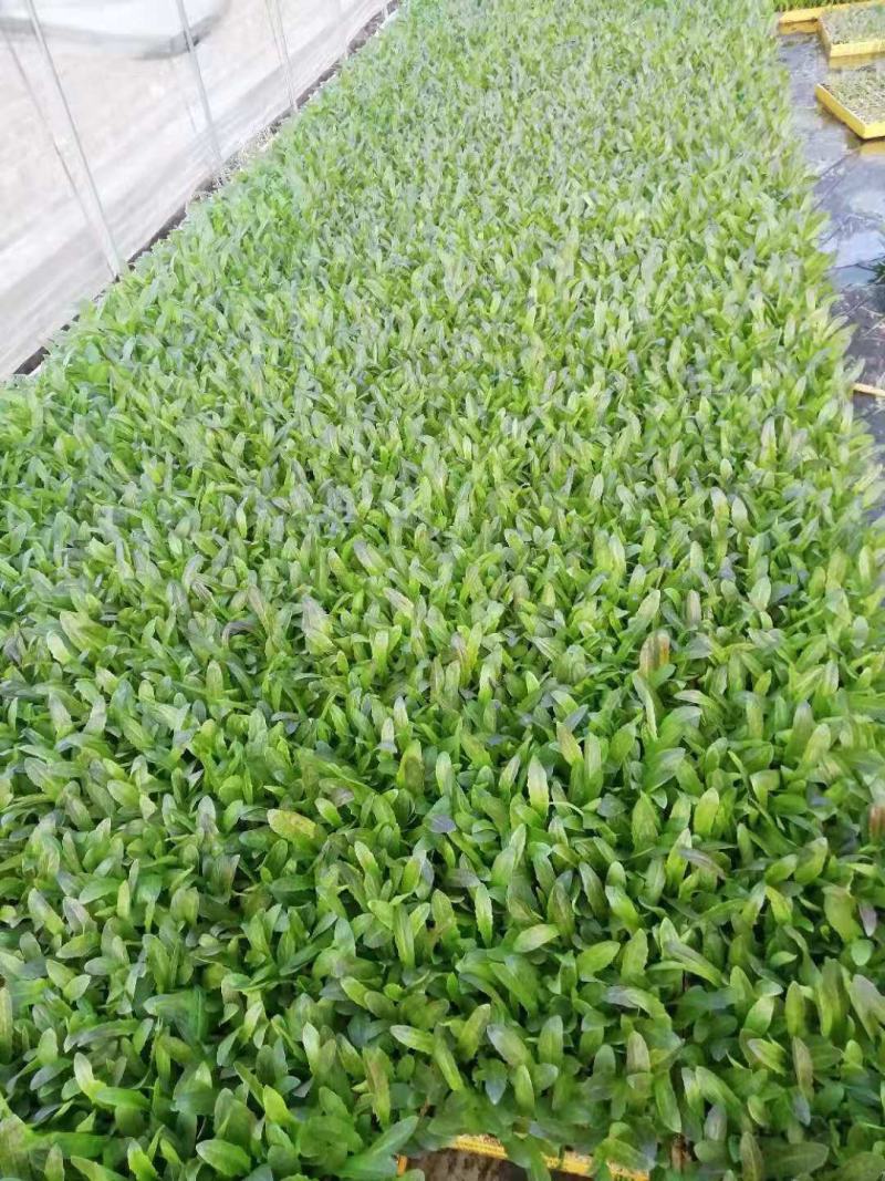 云南玉溪莴苣紫叶香芛苗清秀整齐，根系好成活高，品种全产量高