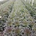 云南玉溪莴苣紫叶香芛苗清秀整齐，根系好成活高，品种全产量高