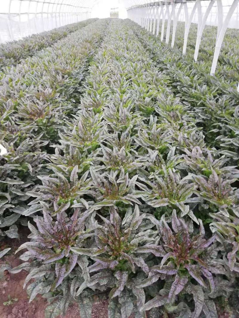 云南玉溪莴苣紫叶香芛苗清秀整齐，根系好成活高，品种全产量高