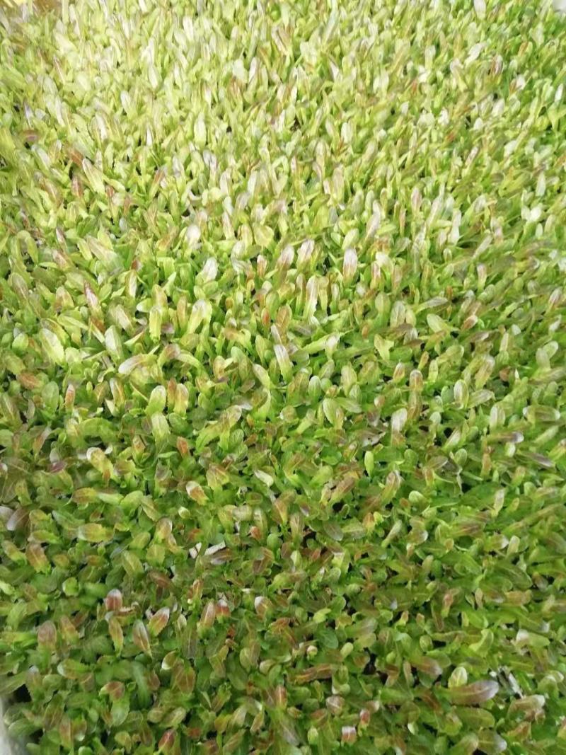 云南玉溪莴苣紫叶香芛苗清秀整齐，根系好成活高，品种全产量高
