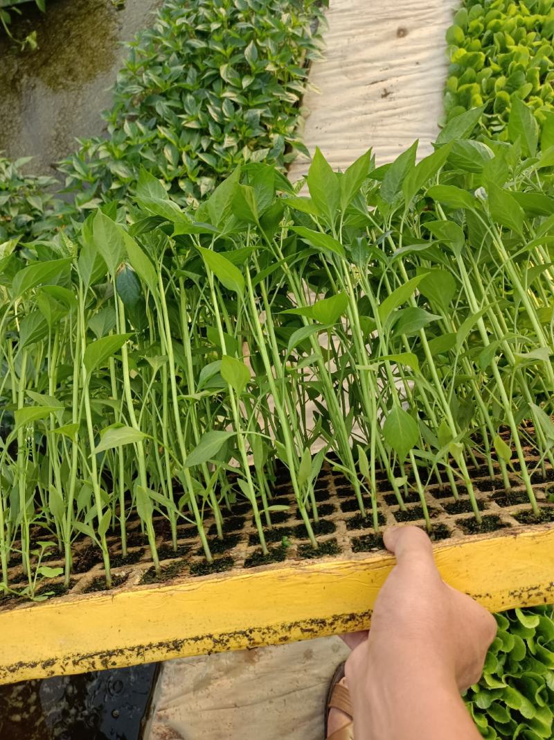 云南优选玉溪辣椒苗清秀整齐，根系好成活高，品种全产量高