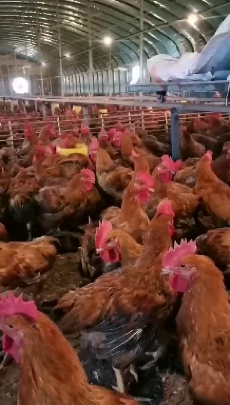 良凤花肉鸡