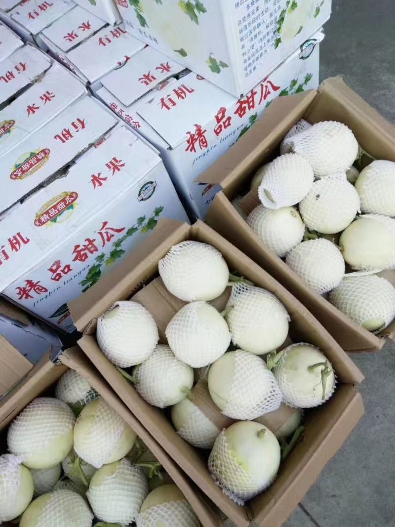 白甜瓜产地甜瓜基地甜瓜批发