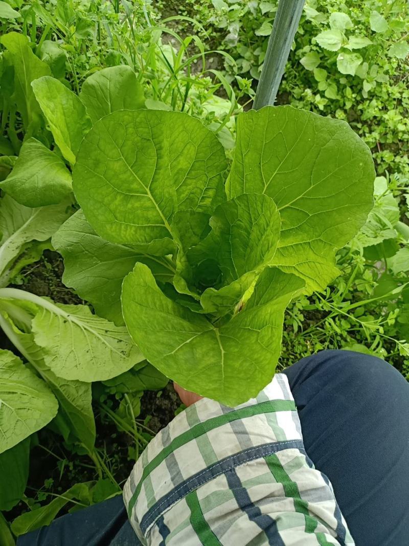 接受代办成都双流菜地小菜小白菜飘儿白