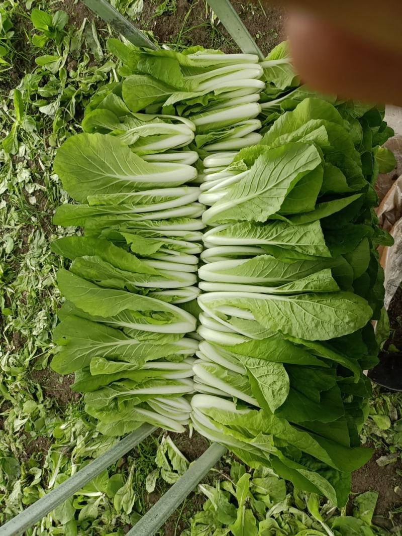 接受代办成都双流菜地小菜小白菜飘儿白