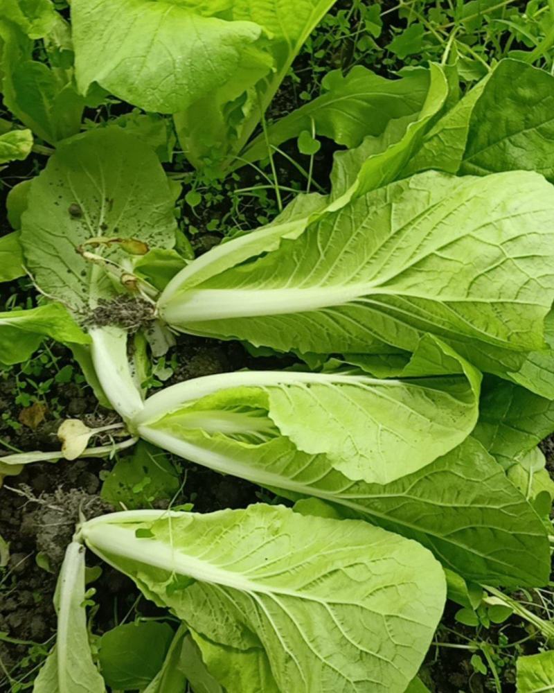 接受代办成都双流菜地小菜小白菜飘儿白