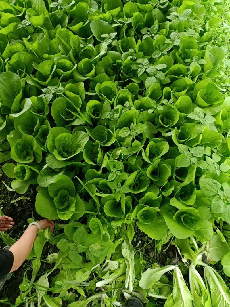 接受代办成都双流菜地小菜小白菜飘儿白
