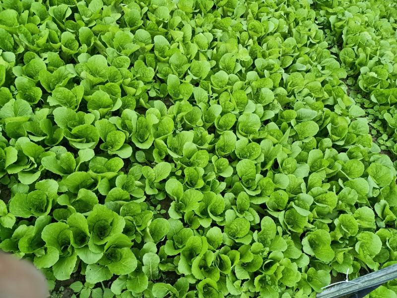 接受代办成都双流菜地小菜小白菜飘儿白