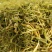 2021中草药材野生金银花，忍冬藤大量现货供应