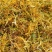 2021中草药材野生金银花，忍冬藤大量现货供应