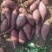 新鲜现挖紫罗兰番薯紫薯零售批发广东茂名直销