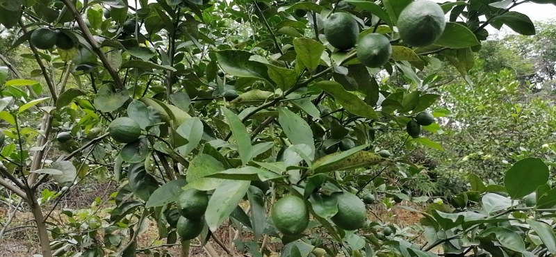 青柠檬