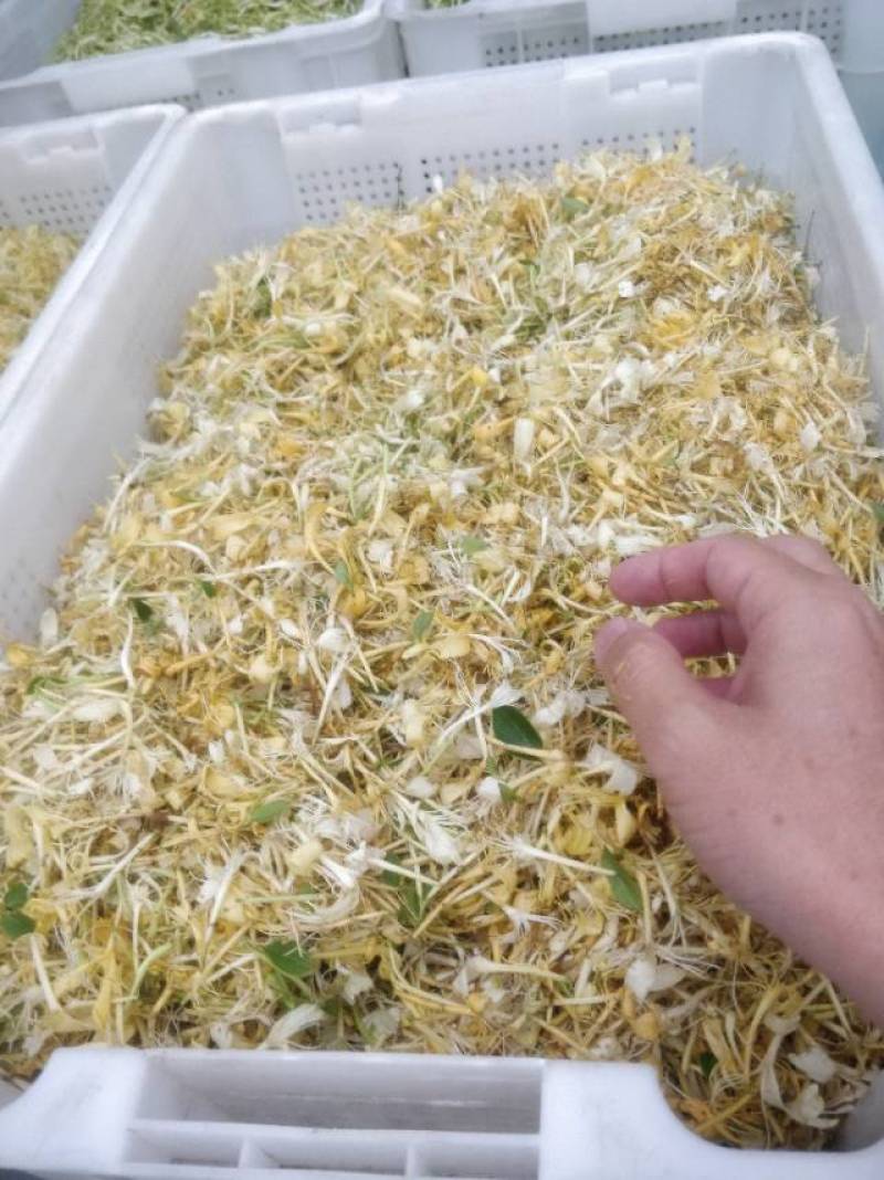 2021中草药材野生金银花，忍冬藤大量现货供应