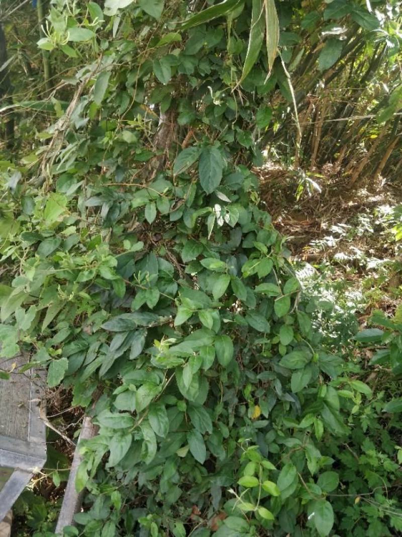 2021中草药材野生金银花，忍冬藤大量现货供应