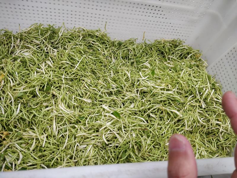 2021中草药材野生金银花，忍冬藤大量现货供应