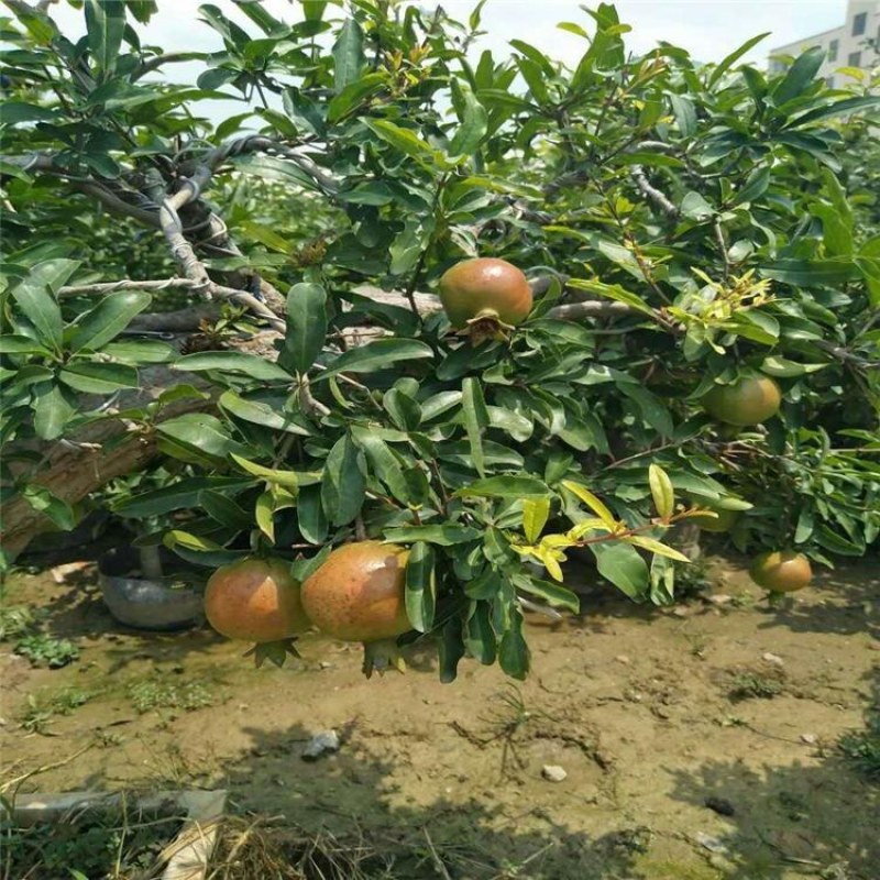 石榴苗，泰山红石榴苗，青藤农业石榴苗质优价廉